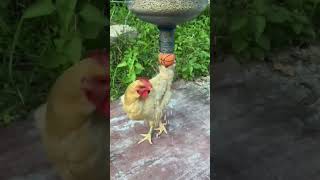 Talented Backyard Chickens 003 [upl. by Ledniahs]