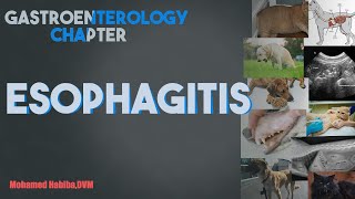 Esophagitis lecture 2 [upl. by Waller]