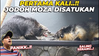 PANIK BANGET HAMPIR SALING S3RANG SAAT JODOH BINTURONG GW DISATUKAN [upl. by Blythe53]