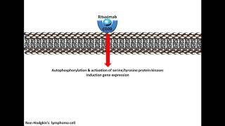 Rituximab  Mechanism of Action [upl. by Derby]