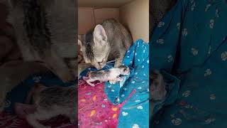 Cat birth cat kitten catlover catlife kitten vlog vlogger [upl. by Ainaled228]