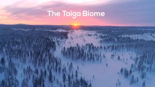 Taiga Biome [upl. by Biles]