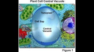 Biology Tonoplast  LADDER TIPS [upl. by Hadsall]