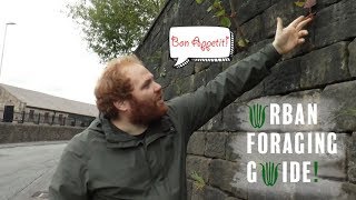 Urban Foraging guide with David Winnard [upl. by Fineberg]