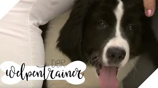 Namenstraining für Welpen So weiß der Hund wie er heißt  Der Welpentrainer  sixx [upl. by Barclay89]