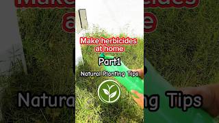 Make herbicides at home shortvideo plants youtubeshorts farming viralvideo video foryou [upl. by Xymenes]