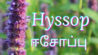 ஈசோப்பு Hyssop in the Bible  Tamil Christian Messages  Tamil Christian Documentary [upl. by Elolcin]