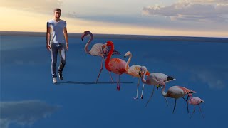 Flamingo Birds Size Comparison 3D animation [upl. by Lathrop505]