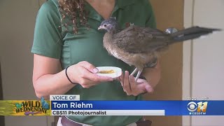 Wild Wednesday Chachalaca Bird [upl. by Myra]