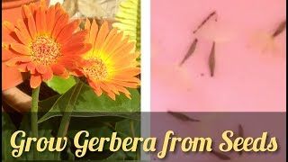 How to grow Gerbera from harvested seeds  Full update from harvest to germination [upl. by Esilana]