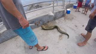 moray eel bite a fisherman at Jupiter FL inlet fishing point [upl. by Niel709]