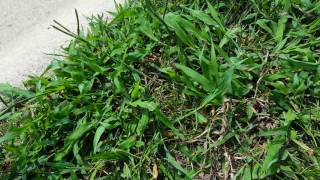 Identifying and controlling Broadleaf Paspalum aka Dallisgrass [upl. by Charlot]