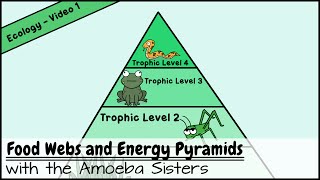 Food Webs and Energy Pyramids Bedrocks of Biodiversity [upl. by Geanine]