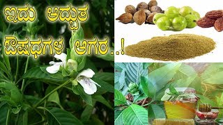 ಆಡು ಮುಟ್ಟದ ಸೊಪ್ಪಲ್ಲಿದೆ ಔಷಧಗಳ ಭಂಡಾರ Medicinal benefits of Malabar nut Adu soge vasaka M2 [upl. by Chilt]