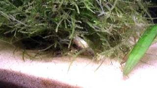 Corydoras habrosus placing eggs [upl. by Akemit]