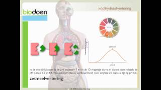 Biodoen  koolhydraat vertering 2 van 3 [upl. by Ronoc]