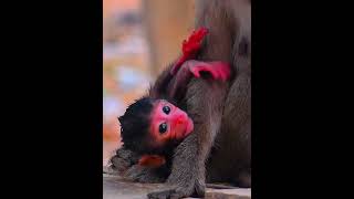 Cutest newborn baby monkey trying to hug mom naturemonkey babymonkey [upl. by Eleaffar]