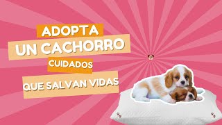 CUIDADOS PARA TU CACHORRO DESPUES DE LA ADOPCIÓN [upl. by Ary870]