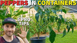 Grow The BEST Peppers In Containers In 5 Easy Steps [upl. by Desma]