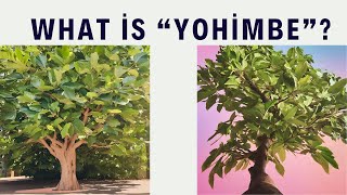 What is Yohimbe  Yohimbe A Full Look at Its Uses Advantages and Restrictions [upl. by Yenahc]