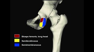 Ligaments and muscles that attach on the ischial tuberosity [upl. by Rockwell]