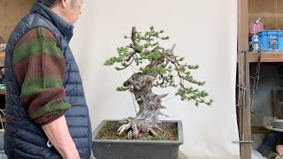 ABE KENICHI  Styling Pinus Parviflora [upl. by Otanutrof]