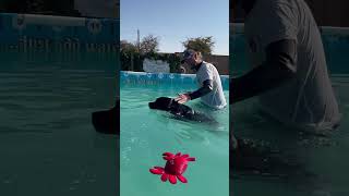 Staffordshire bull terrier Sparky was terrified of water he swam so well with Terrys support 🐾💕 [upl. by Haniraz]