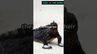 Marine Iguana The Swimming Reptile [upl. by Assirehc]