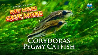 Why Corydoras Pygmy Catfish Are a Must for Small Aquariums aquarium microaquaticshop [upl. by Eninej]