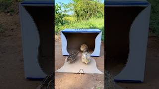 Create Simple New Trap  Quail Trap shorts [upl. by Ahsilef972]