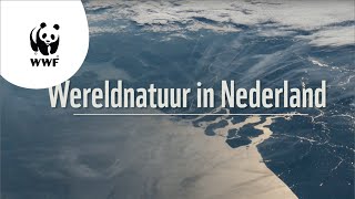 Wereldnatuur 3 redenen waarom Nederland unieke natuur heeft [upl. by Sapphira]