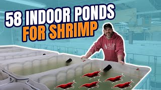 58 Indoor Ponds for Breeding Freshwater Shrimp 10000 Gallons [upl. by Ratna]