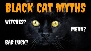 5 Black Cat Myths We Need to STOP Believing [upl. by Uokes217]