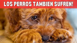 🤔¿Por Qué Tu Perro Está Estresado ¡Descubre las Causas [upl. by Ellenoj]