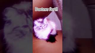 Baxters new house shorts cat baxterthecat baxter [upl. by Ferdinana]