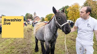 Prijskamp Belgische trekpaarden Merrieveulens 2021 op Dag van het Brabants Trekpaard 2021 Vollezele [upl. by Gass]