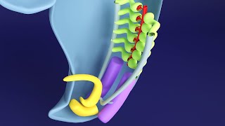 3D Kidney Embryology Part 1 Intermediate Mesoderm  Urogenital Ridge  Nephrogenic Cord [upl. by Magdaia]