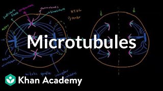 Microtubules  Cells  MCAT  Khan Academy [upl. by Ilka94]