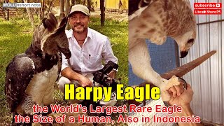 Facts about the Harpy Eagle the Worlds Largest Rare Eagle the Size of a Human Also in Indonesia [upl. by Celesta480]