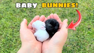 ORPHANED BABY BUNNIES WHERE’S THEIR MOM [upl. by Renwick]