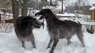 Scottish Deerhounds Enjoying the Snow [upl. by Anirdnajela63]