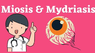 Mechanism of miosis and mydriasis  active amp passive sympathetic amp parasympathetic [upl. by Iddet]