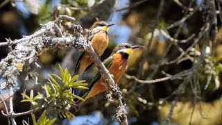 Cinnamonchested Beeeaters in Kenya [upl. by Trahern]