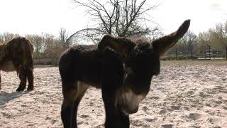 Nachwuchs PoitouEseln im Tierpark Berlin  Poitou donkey baby at Tierpark Berlin [upl. by Konstantine]