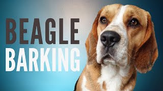 Beagle Barking Sound Effect  6 Minutes [upl. by Fabrianne]