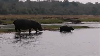 Funny hippo calf in Chobe river [upl. by Eirrot]