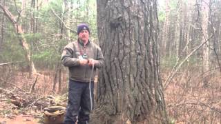 TREE TALK  FISHERVILLE BROOK 32913 [upl. by Camilo]