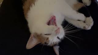 Sleepy time cat yawns [upl. by Christabel879]