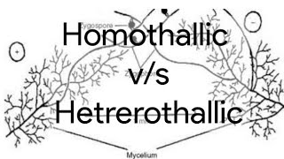 Sem  3  important comparison to remember   Homothallic vs Heterothallic [upl. by Kajdan]