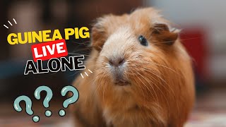 Can A Guinea Pig Live Alone [upl. by Gibbeon]